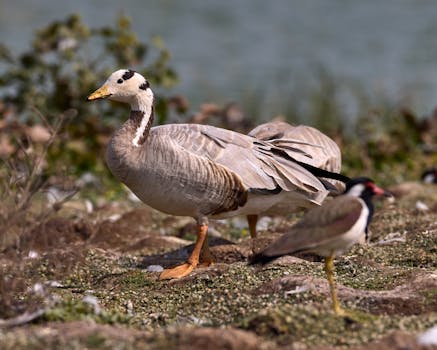 Upland Birds: Guardians of Ecosystem Health and Biodiversity