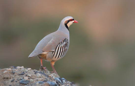 Ultimate Guide to Raising Healthy Chukar Partridges: Tips & Best Practices