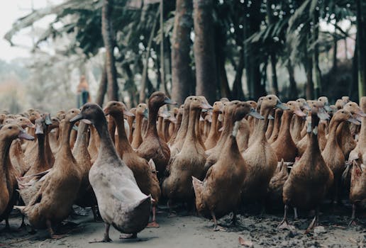 Essential Guide to Bird Farming: Challenges and Best Practices