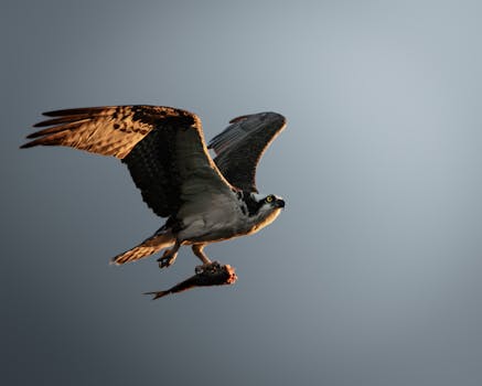 Exploring the Economic and Conservation Impact of Bird Hunting