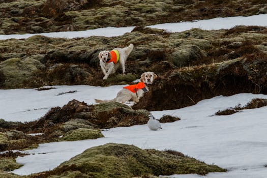 Boost Your Hunting Dogs Skills with Training Birds: A Comprehensive Guide