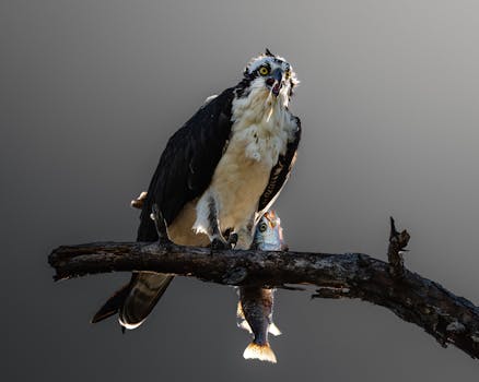 Explore the Thrills & Rewards of Upland Bird Hunting: A Complete Guide