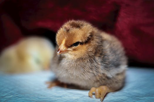 Complete Guide to Raising Chukar Chicks for Optimal Health & Growth