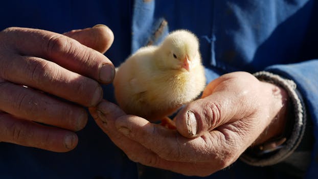 Ultimate Guide to Buying Chukar Chicks for Beginner Farmers