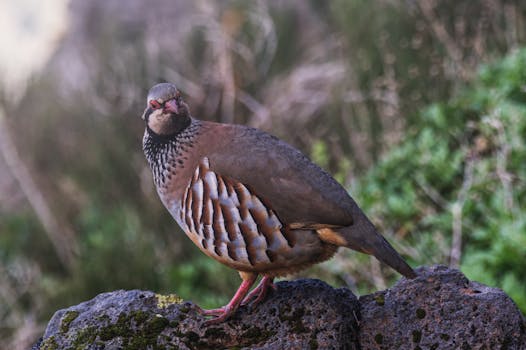 Exploring Chukar Partridges: Diversity, Characteristics, and Conservation