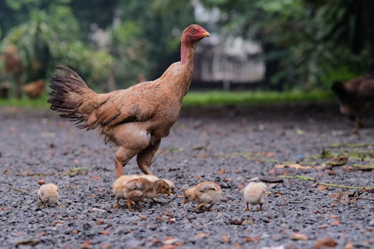Optimal Feeding Guide for Chukar Chicks: Boost Health & Growth at Every Stage