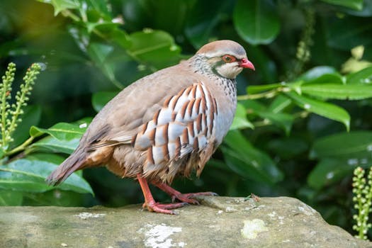 Boost Your Chukar Partridge Farm's Security Against Predators