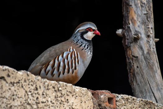 Mastering Chukar Chicken Socialization for a Harmonious Flock