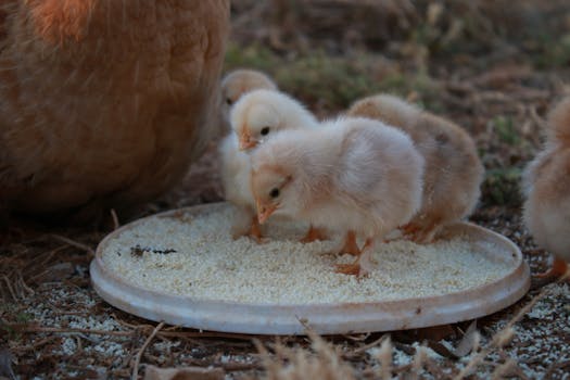 Essential Nutrition Guide for Raising Healthy Chukar Chicks