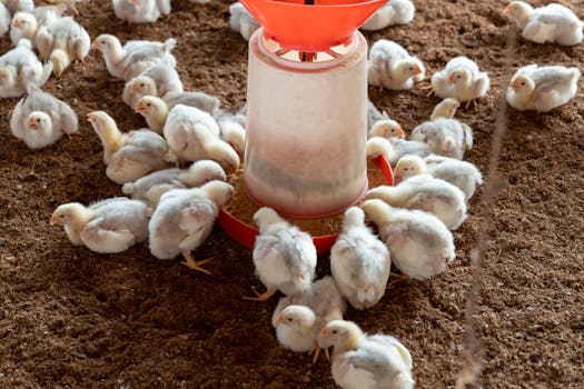 Mastering Chukar Chicken Farming: A Guide to Profitable Meat Production