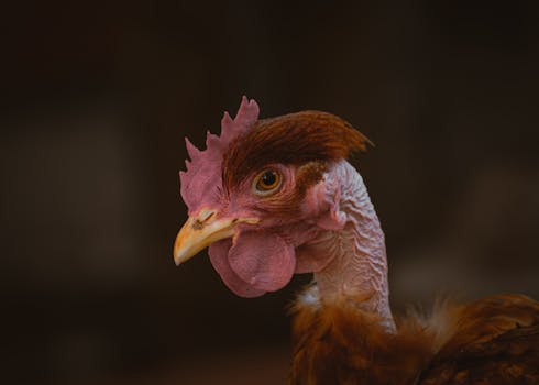 Profit from Unique Poultry: Why Chukar Chickens Are Worth Farming