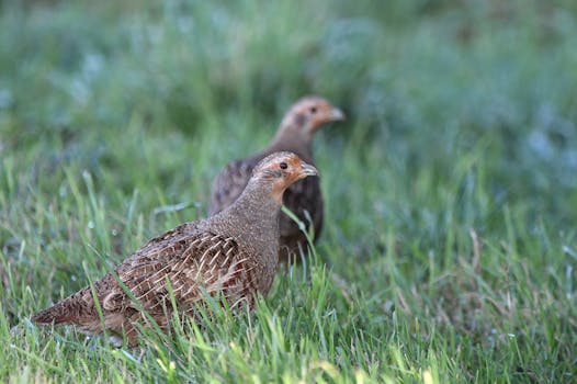 Optimal Feed Choices for Chukar Partridge Breeding Success