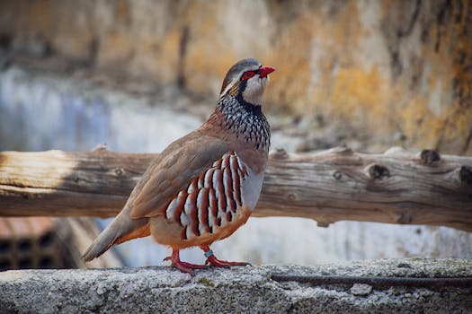 Mastering Chukar Partridge Health: Proactive Care & Disease Prevention Tips