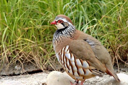 Essential Winter Survival Guide for Chukar Partridges