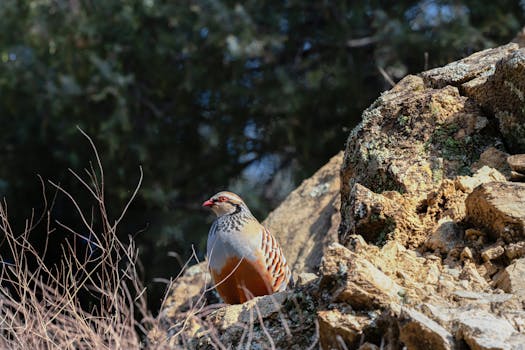 Unlocking the Secrets to Effective Chukar Partridge Breeding