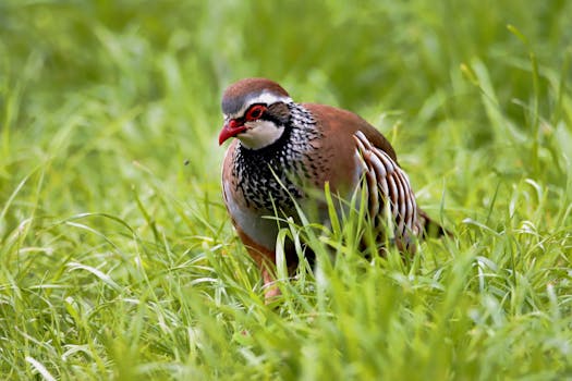 Optimal Chukar Chicken Farming: Mastering Maintenance & Hygiene