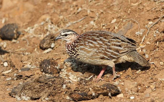 Comprehensive Beginner's Guide to Breeding and Caring for Chukar Partridges