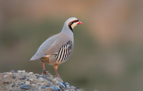 Essential Guide to Raising Chukar Chickens: Optimal Equipment & Tips