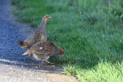 Organic Chukar Partridge Farming: A Complete Guide for Success
