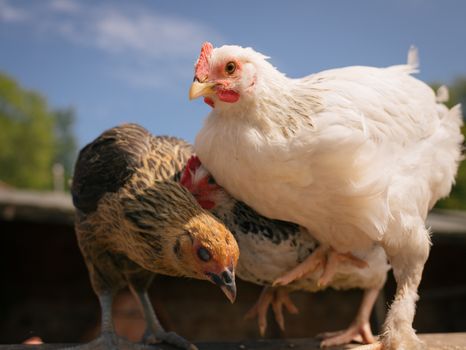Raising Chukar Chickens: Pros, Cons & Care Guide for Beginners