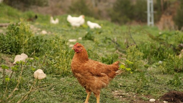 Chukar Chickens vs. Traditional Poultry: A Comprehensive Guide