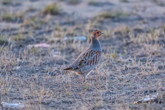 Ultimate Guide to Raising Chukar Partridges for Sport Hunting